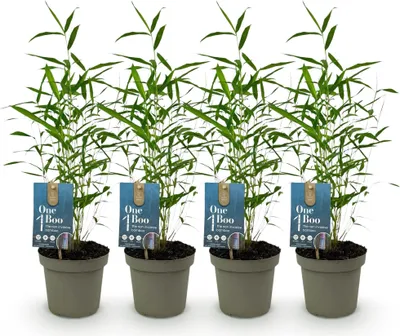 Image de Green boutiQ - Bambou - Fargesia Blue Dragon - Vert - 4 plants - À feuillage persistant - Non envahissant - Pot de 14 cm, hauteur 35 cm