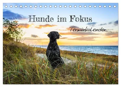 Produktbild von Hunde im Fokus (Tischkalender 2027 DIN A5 quer), CALVENDO Monatskalender