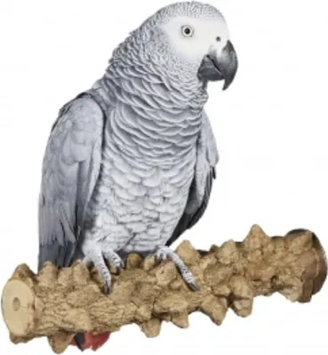 Produktbild von Pepperwood XL Papageienstange für große Papageien Größe 35cm x 2,5 cm