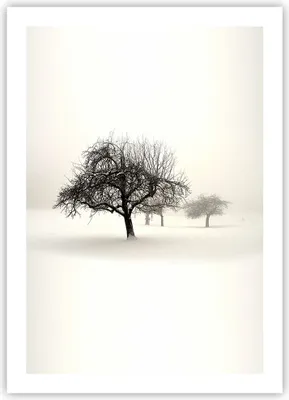Produktbild von Poster - Poster ohne Rahmen - Bäume Schnee Nebel - 50x70 cm - Wand Bild - Wanddeko - Wandbilder - Kunstposter - Wandposter - Bilder - Kunstdruck - Wanddekoration - Wandbild - P2XPA50x70-4136