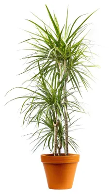 Obrázok produktu pre Gardners Dracaena marginata, priemer 24 cm