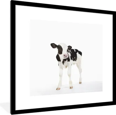 Produktbild von MuchoWow® Gerahmtes Poster Kuh - Kalb - Weiß - Tiere 40x40 cm - Poster mit Schwarzem Bilderrahmen Wandposter Rahmen Foto Bilder - Poster - Plakat im Rahmen
