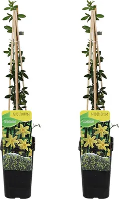Zdjęcie produktu dla Bloomique - Zestaw 2 szt. - Jasminum Nudiflorum - Jaśmin zimowy - Żółty - Rośliny pnące - Rośliny ogrodowe - Odporne na zimę - Wysokość 50-70 cm - Doniczka 15 cm