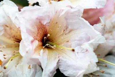Produktbild von Rhododendron Hybride Juruena - Großblumige Rhododendron - 40-50cm