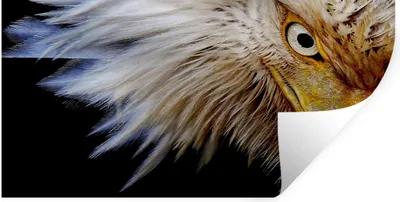 Produktbild von MuchoWow® Wandtattoo Wandsticker Wandaufkleber Vogel - Auge - Schnabel 40x20 cm Selbstklebend und Repositionierbar