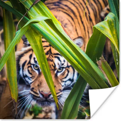 Produktbild von MuchoWow® Poster Versteckter Sumatra-Tiger zwischen dem Laub 30x30 cm - Wandposter - Printing