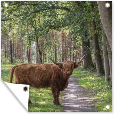 Produktbild von MuchoWow® 100x100 cm Outdoor-Poster Gartendeko Sichtschutz Garten Poster für den Garten  Wald - Schottischer Highlander - Licht