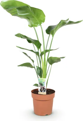 Produktbild von Strelitzia Nicolai 110-120cm 21cm pflegeleicht Paradiesvogelblume Große Deko