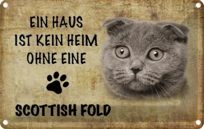 Produktbild von vianmo Blechschild 20x30 cm Scottish Fold Katze Tier Haustier