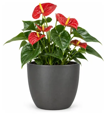 Produktbild von Floran Pflanztopf - anthrazitgrau - matt - Keramik - 28 x 25 cm