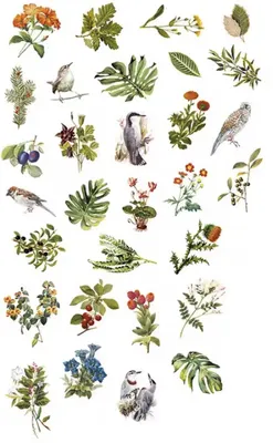 Produktbild von Vögel und Blätter Washi-Aufkleber – Vintage-Aufkleber – Retro-Aufkleber – Pflanzen, Vögel, Washi-Aufkleber – 60 Stück – Bullet Journal – Scrapbooking – Washi-Papier – CHPN