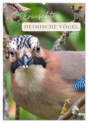 Produktbild von Erwischt! Heimische Vögel (Wandkalender 2027 DIN A2 hoch), CALVENDO Monatskalender