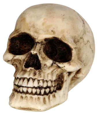 Produktbild von Kleiner Totenkopf für Halloween-Dekoration 8 cm