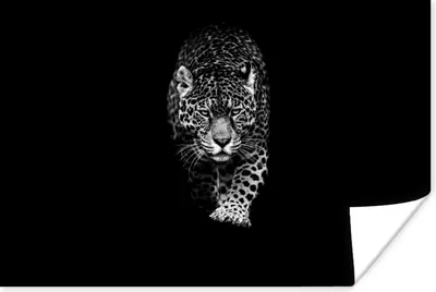 Produktbild von MuchoWow® Poster Tiere - Schwarz - Leopard - Weiß - Wild 120x80 cm - Bilder