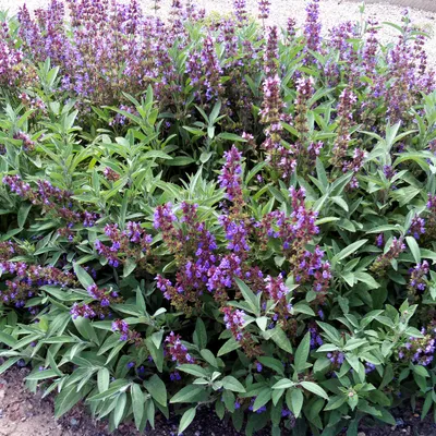 Immagine prodotto di 6 x Salvia vera - Salvia officinalis | vaso 9cm x 9cm