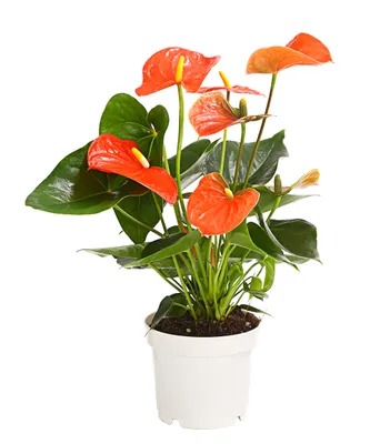Produktbild von Dehner Große Flamingoblume, Anthurium andreanum, orange-farbene Hochblätter, ca. 20-30 cm, Ø Topf 12 cm, Zimmerpflanze
