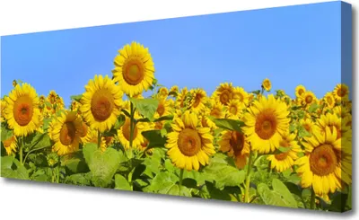 Produktbild von Tulup Leinwand-Bilder 125x50 Wandbild Canvas Kunstdruck Sonnenblumen Pflanzen