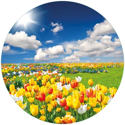 Produktbild von Wallario Premium Glasbild, freischwebende Optik, kräftige Farben, rund 50cm Durchmesser, Motiv Tulpenwiese unter blauem Himmel