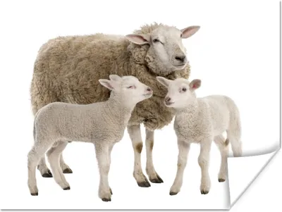 Produktbild von MuchoWow® Poster Schafe - Tiere - Lamm 120x90 cm - Wandbild