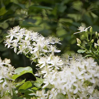 A close-up view of white flowers with green foliage in the background.