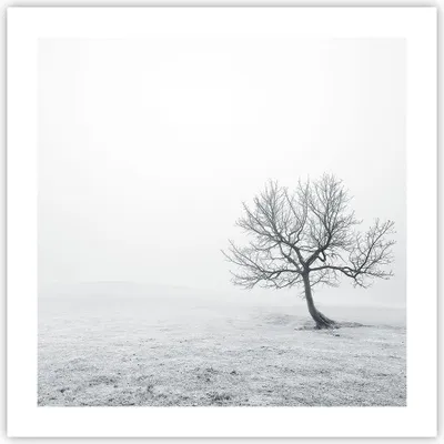 Produktbild von Poster - Poster ohne Rahmen - Baum Feld Natur - 50x50 cm - Wand Bild - Wanddeko - Wandbilder - Kunstposter - Wandposter - Bilder - Kunstdruck - Wanddekoration - Wandbild - P2XAC50x50-3683