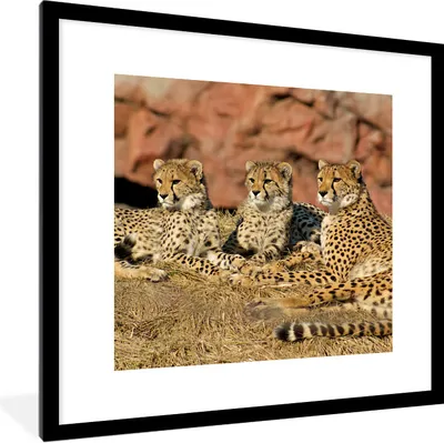 Produktbild von MuchoWow® Gerahmtes Poster Gepardenmutter und -junge 40x40 cm - Poster mit Schwarzem Bilderrahmen Wandposter Rahmen Foto Bilder - Poster - Plakat im Rahmen