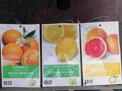 Obrázek produktu pro Lemon Orange Grapefruit Collection 100-130 cm 3 rostliny Citrus Trio
