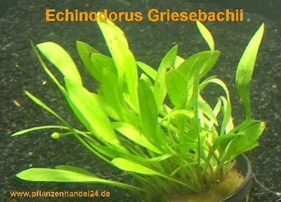 Produktbild von 5 Töpfe Echinodorus Griesebachii, Vordergrund