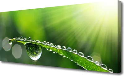 Produktbild von Tulup Leinwand-Bilder 125x50 Wandbild Canvas Kunstdruck Gras Tautropfen Pflanzen