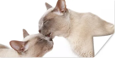 Produktbild von MuchoWow® Poster Zwei süße burmesische Katzen kuscheln 160x80 cm - Foto Poster