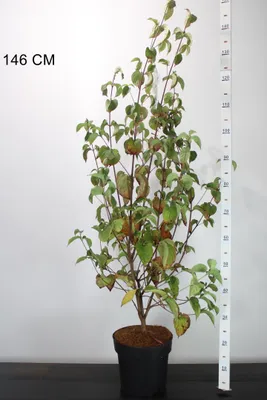 Produktbild von Cornus kousa, Chinesischer Blumenhartriegel, Höhe: 140-150 cm