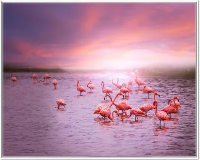 Produktbild von Wallario Wandbild Rosa Flamingos bei Sonnenuntergang, Größe: 40,30 x 50,30 cm, Poster mit weißem Aluminiumrahmen