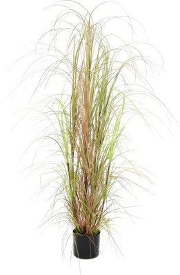 Zdjęcie produktu dla EUROPALMS Krzew trawy, sztuczny, 150 cm (82600127)
