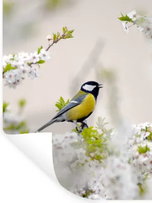Produktbild von MuchoWow® Wandtattoo Wandsticker Wandaufkleber Vogel - Kohlmeise - Blumen - Blütenbaum 90x120 cm Selbstklebend und Repositionierbar - Faltenfrei