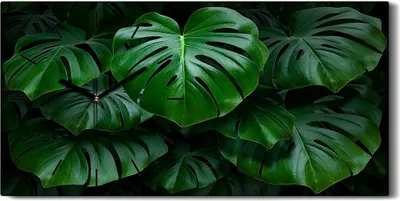 Produktbild von Wohnzimmer-Bild Leinwand Uhr 60x30 Gemälde Blüten Pflanzen Monstera Blätter - schwarze Hände