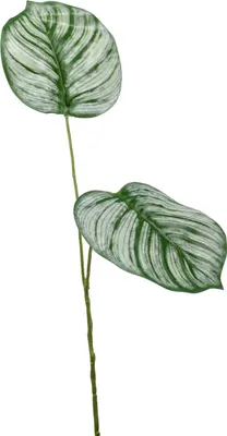 Produktbild von artplants.de Dekozweig Calathea Orbifolia TAMARIU, grün-weiß, 50cm - Kunstzweig Korbmarante/Kunstast calathea