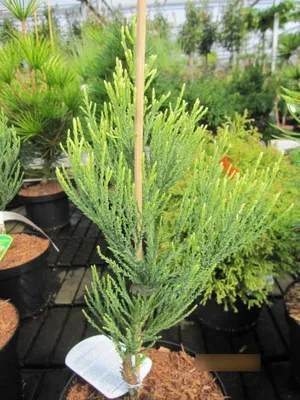 Produktbild von Sequoiadendron giganteum Pierie - Riesen-Mammutbaum 30 - 40