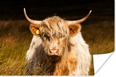 Produktbild von MuchoWow® Poster Schottische Highlander - Licht - Gras - Tiere 30x20 cm - Plakate - Print