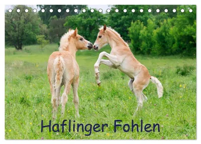 Produktbild von Haflinger Fohlen (Tischkalender 2027 DIN A5 quer), CALVENDO Monatskalender