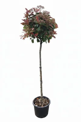 Produktbild von Photinia fraseri 'Red Robin", Glanzmispel-Hochstamm 250 cm, Stammhöhe: 180 cm