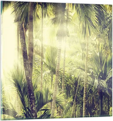 Produktbild von Bilder auf glas - Einteilig - Morgendämmerung Dschungel Palmen - 70x70cm - Glasbilder - Wandbilder - Bilder - Wanddekoration aus Glas - Glas Bilder - Wandbild auf Glas - GAC70x70-4450