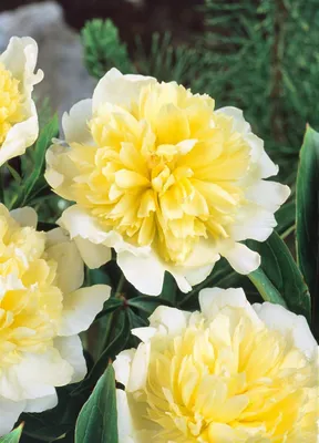Produktbild von Paeonia lactiflora 'Primevere', Pfingstrose, cremeweiß, 2-3 Liter Container