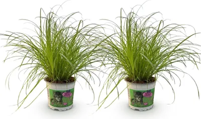 Produktbild von Cyperus alternifolius Zumula 2 Pflanzen Set Ø12cm Höhe 28 30cm Katzengras Deko