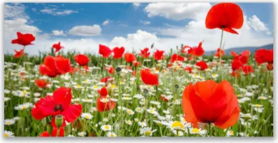 Produktbild von Tulup Leinwand-Bilder 140x70 Wandbild Canvas Kunstdruck Wiese Blumen Natur