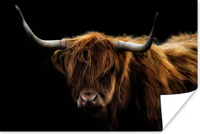 Produktbild von MuchoWow® Poster Schottisches Hochlandrind - Hörner - Schwarz - Tiere - Natur - Wild - Kuh 180x120 cm - Fotoplakat