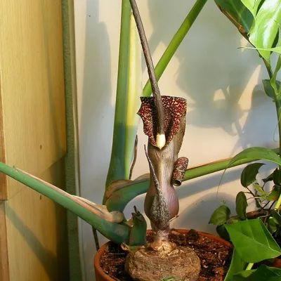 Immagine prodotto di Giglio voodoo (Typhonium venosum) - 5 semi
