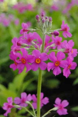Produktbild von Primula beesiana, Etagen-Primel, rosa Blüten, ca. 9x9 cm Topf