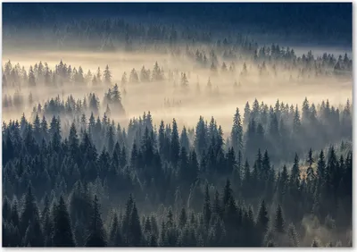 Produktbild von Tulup® Glas-Bild - 100 x 70 - Wandbild aus Glas - Wandkunst - Wandbild hinter gehärtetem Sicherheitsglas - Landschaften - Nebel über dem Wald - Grau