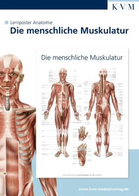 Produktbild von Anatomie Lernposter. Die menschliche Muskulatur