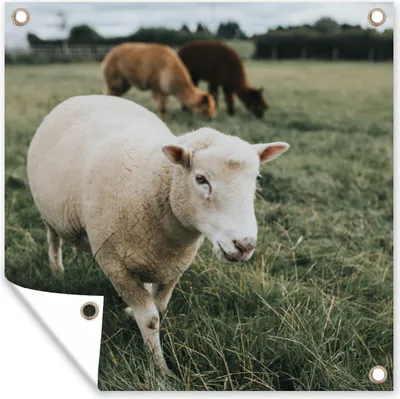 Produktbild von MuchoWow® 100x100 cm Outdoor-Poster Gartendeko Sichtschutz Garten Poster für den Garten  Schafe - Tiere - Gras